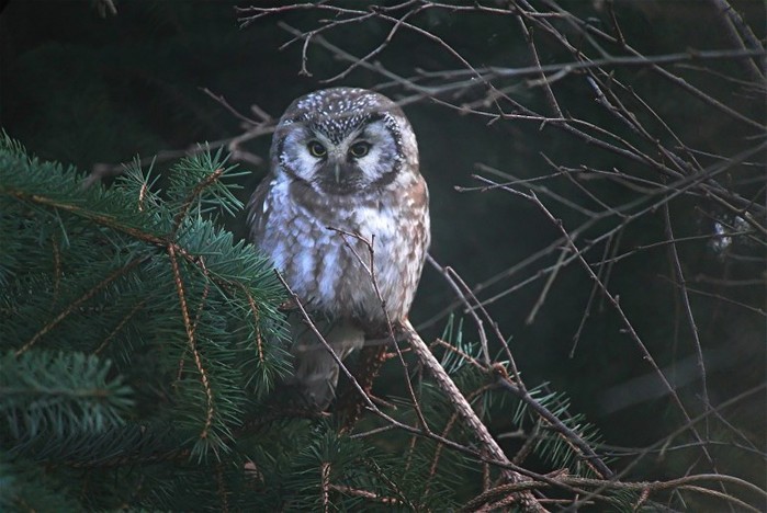 Tengmalm's Owl