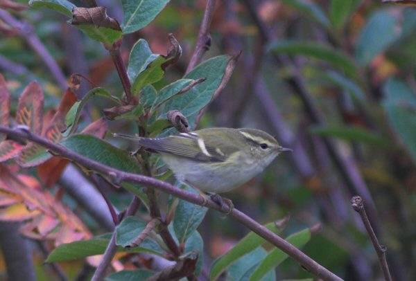 Yellow-browed Warbler