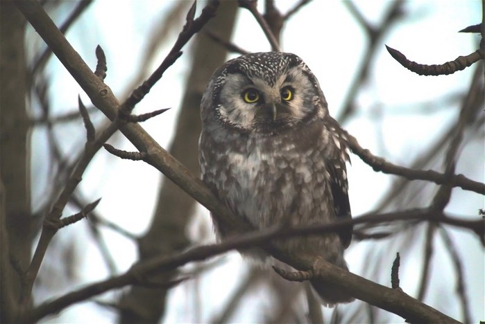 Tengmalm's Owl