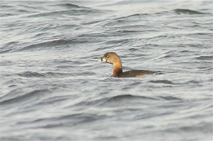 Pied-billed Grebe
