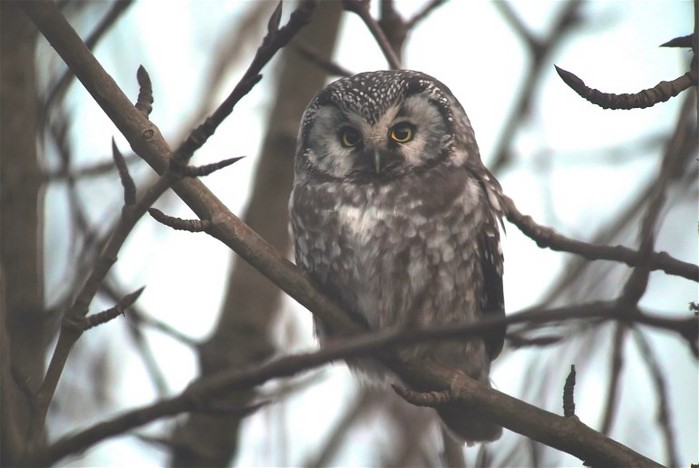 Tengmalm's Owl