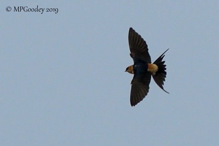 Red-rumped Swallow