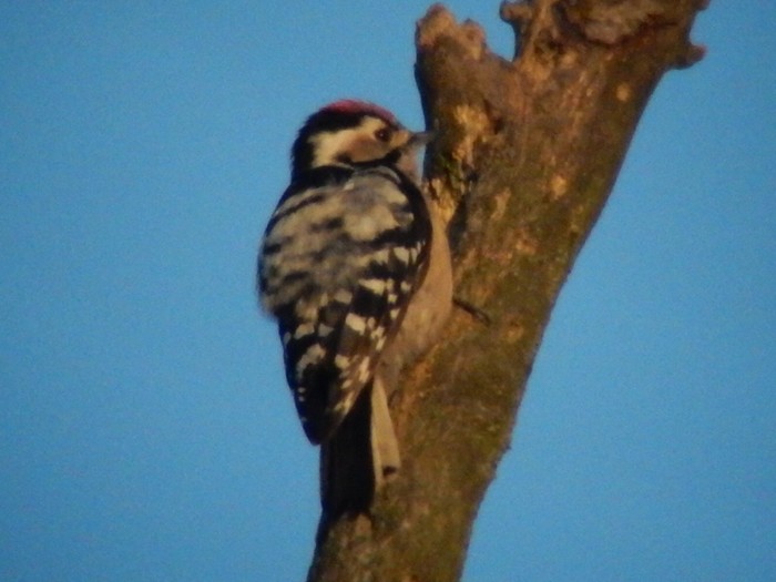Lesser Spotted Woodpecker