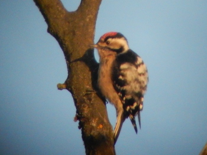 Lesser Spotted Woodpecker