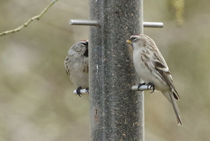 Coues's Arctic Redpoll