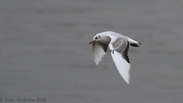 Black-headed Gull