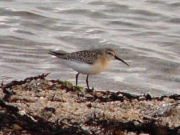 Curlew Sandpiper