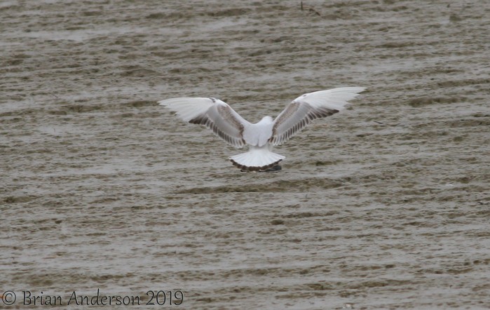 Black-headed Gull