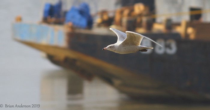 Glaucous Gull