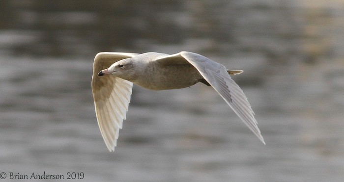 Glaucous Gull