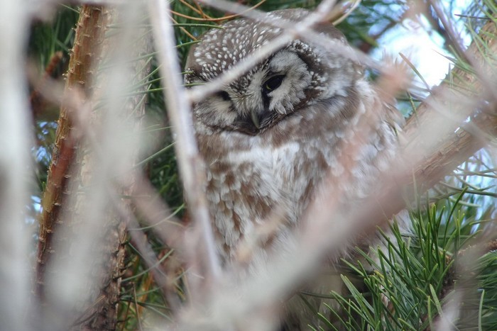 Tengmalm's Owl