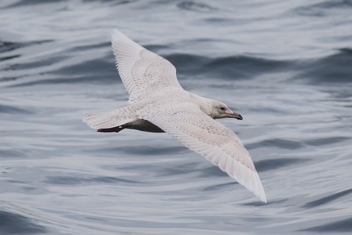 Iceland Gull