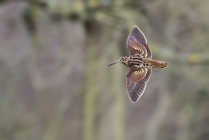 Woodcock