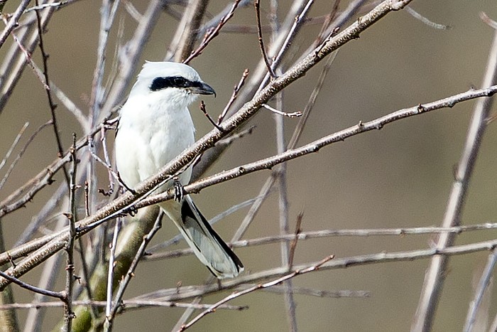 Great Grey Shrike