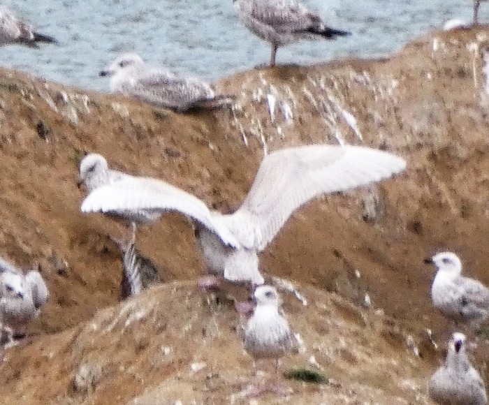 Glaucous Gull