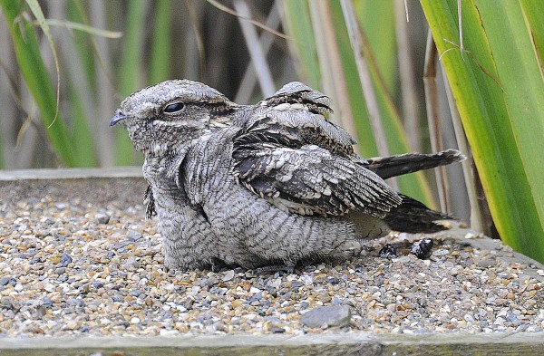 Nightjar