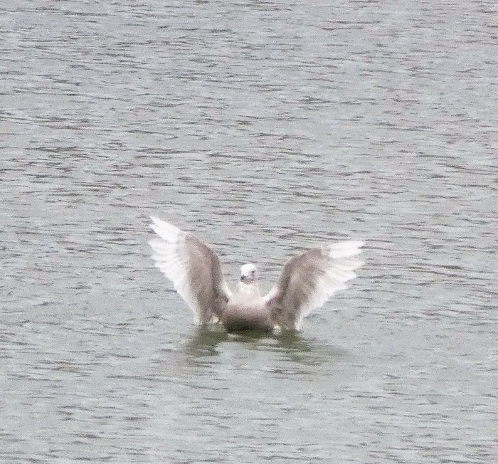 Iceland Gull