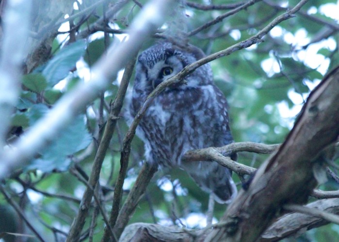Tengmalm's Owl