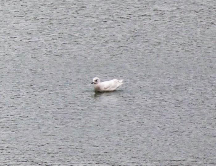Iceland Gull