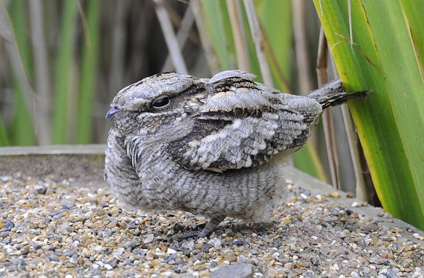 Nightjar
