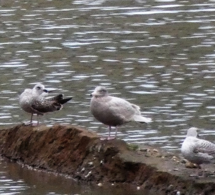 Glaucous Gull
