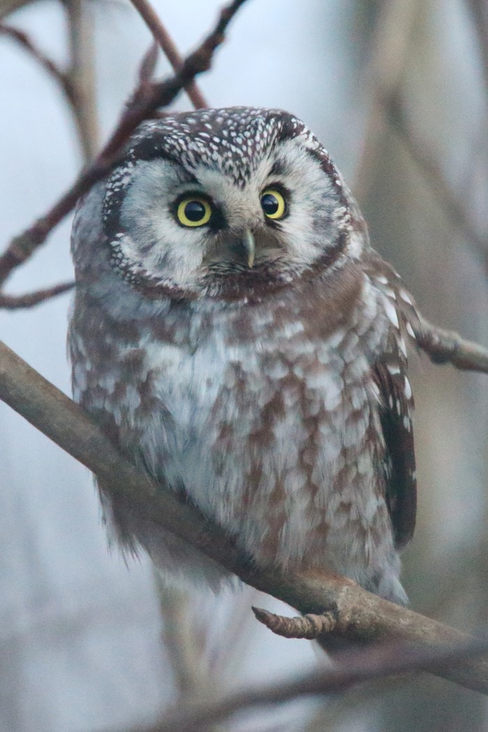 Tengmalm's Owl