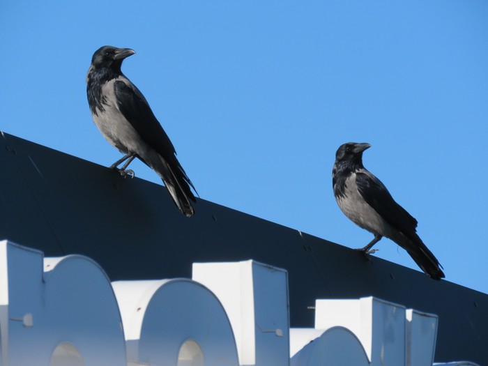 Hooded Crow