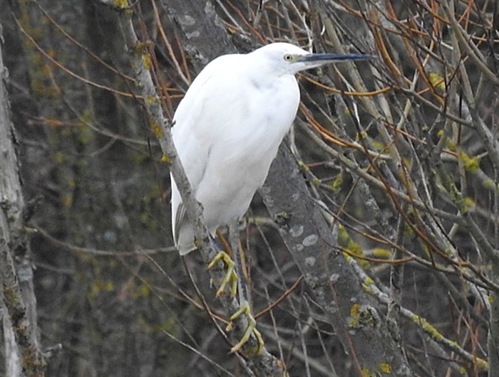 Little Egret