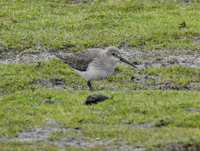 Dunlin