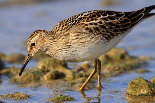 Pectoral Sandpiper