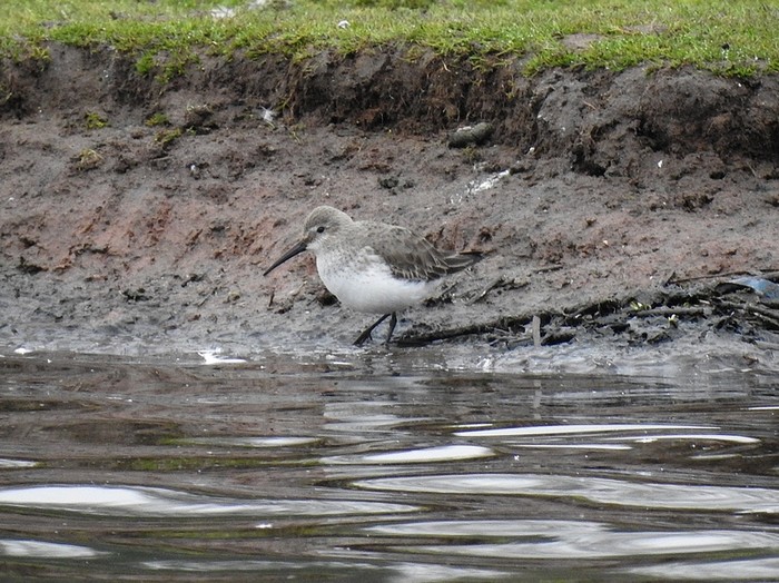 Dunlin