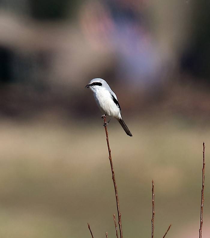 Great Grey Shrike