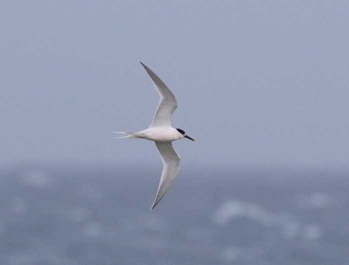 Sandwich Tern