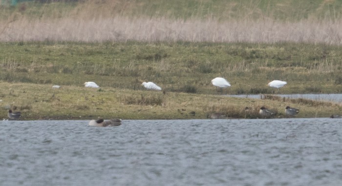 Cattle Egret