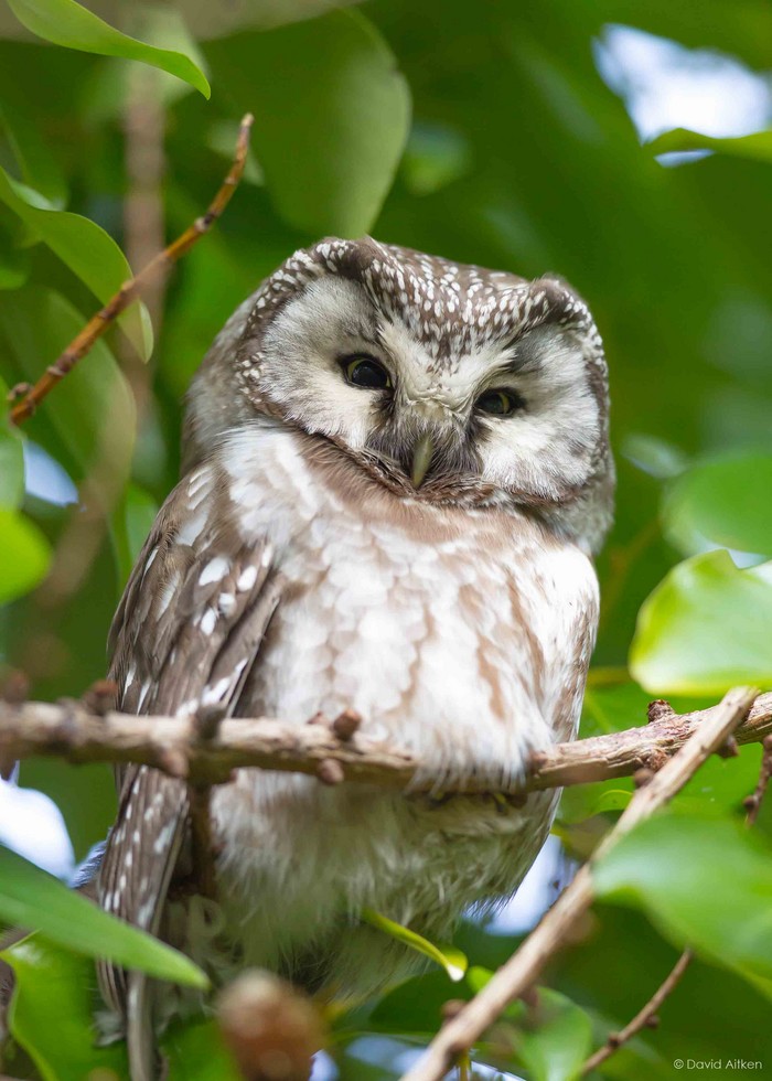 Tengmalm's Owl