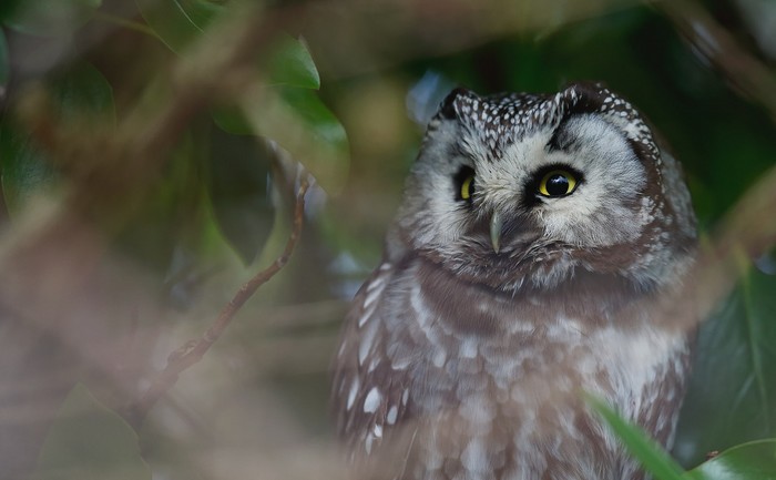 Tengmalm's Owl