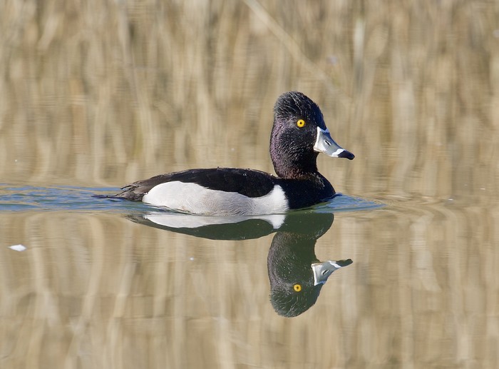 Ring-necked Duck