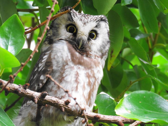 Tengmalm's Owl