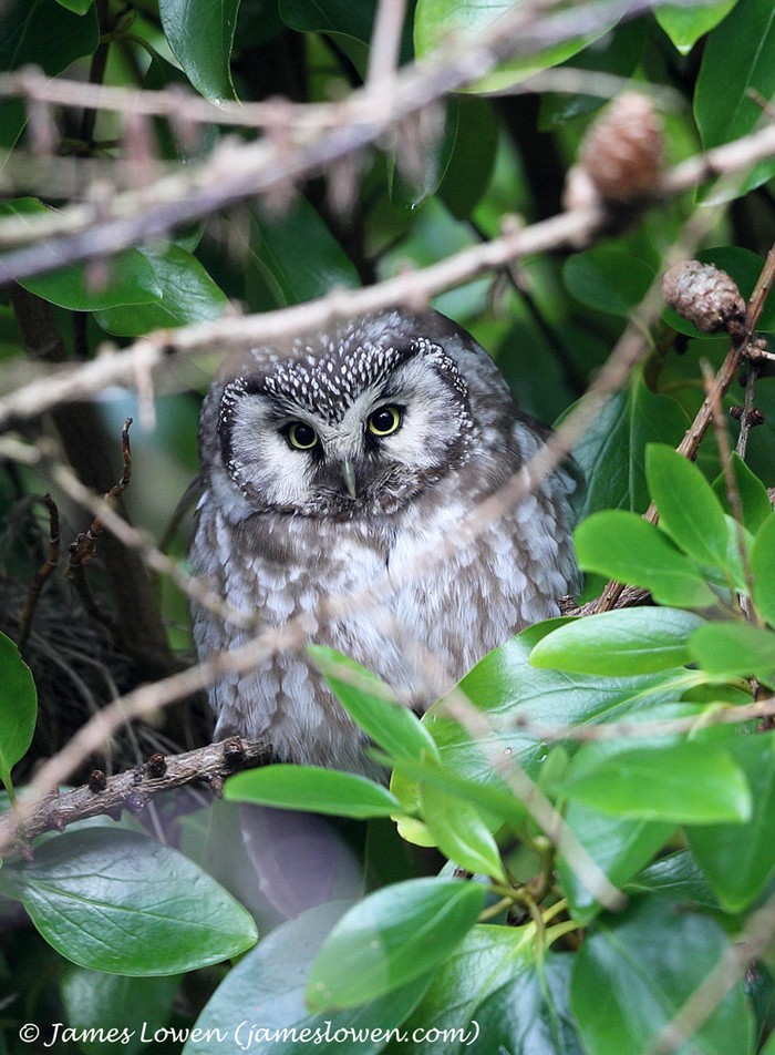 Tengmalm's Owl