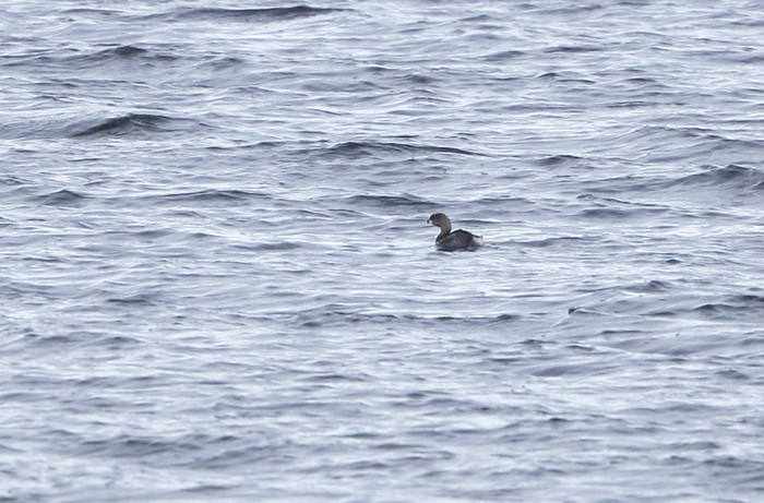 Pied-billed Grebe