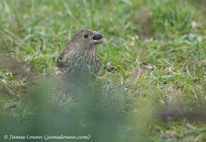 Common Rosefinch
