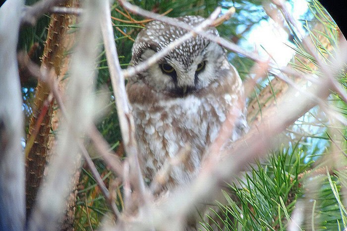 Tengmalm's Owl