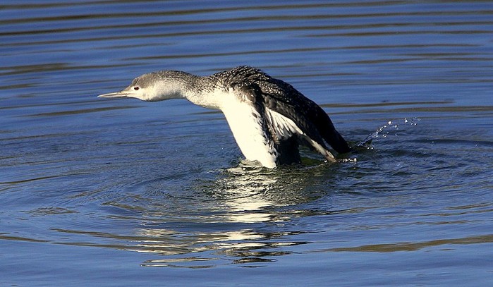 Red-throated Diver