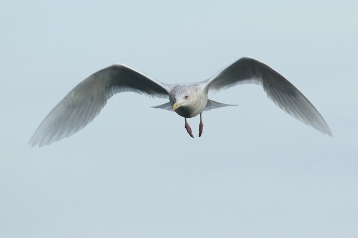 Glaucous Gull