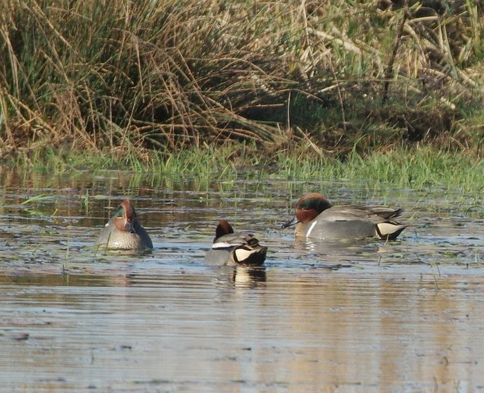Green-winged Teal