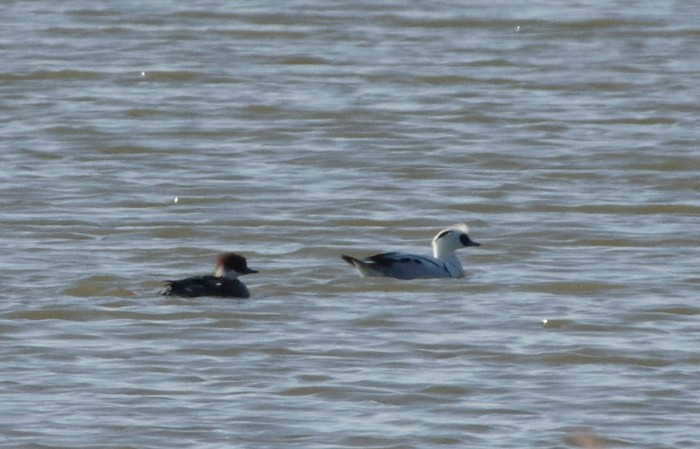 Smew