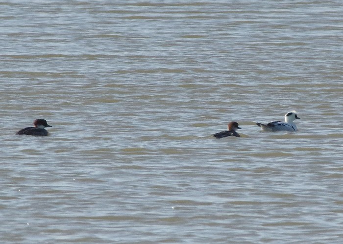 Smew