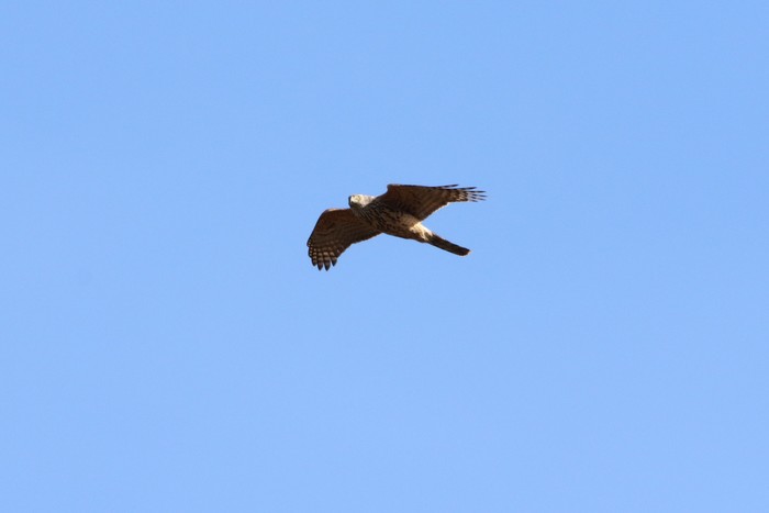 Goshawk