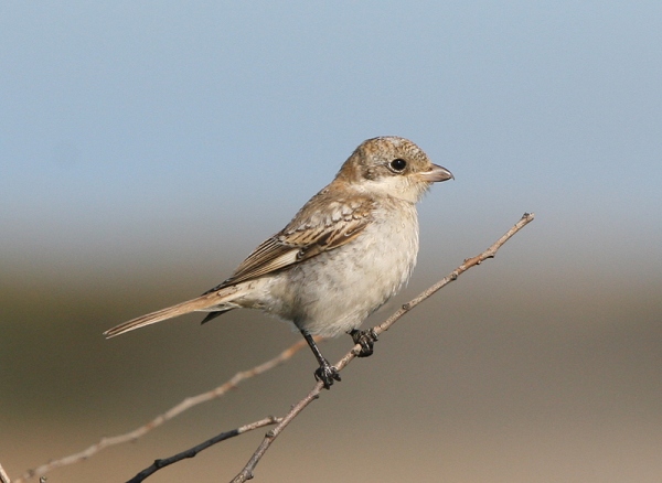 Woodchat Shrike