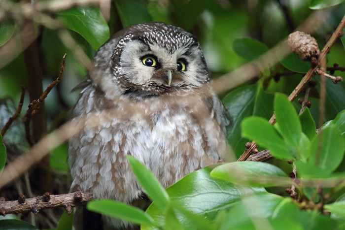 Tengmalm's Owl